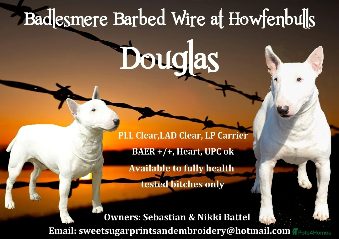 Bull Terrier dogs for stud: 3Miniature bull terriers stud Douglas Nigel Duggie in Bolton - Advert 2