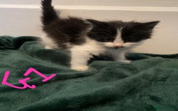 British Longhair cats for sale: British mix breed kittens for sale  - Advert 4