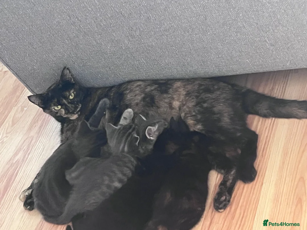 Mixed Breed cats for sale: 5 kittens for rehoming in London - Advert 40