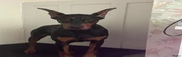 Dobermann dogs for stud: Doberman Stud–Excellent Temperament & Well Trained - Advert 4