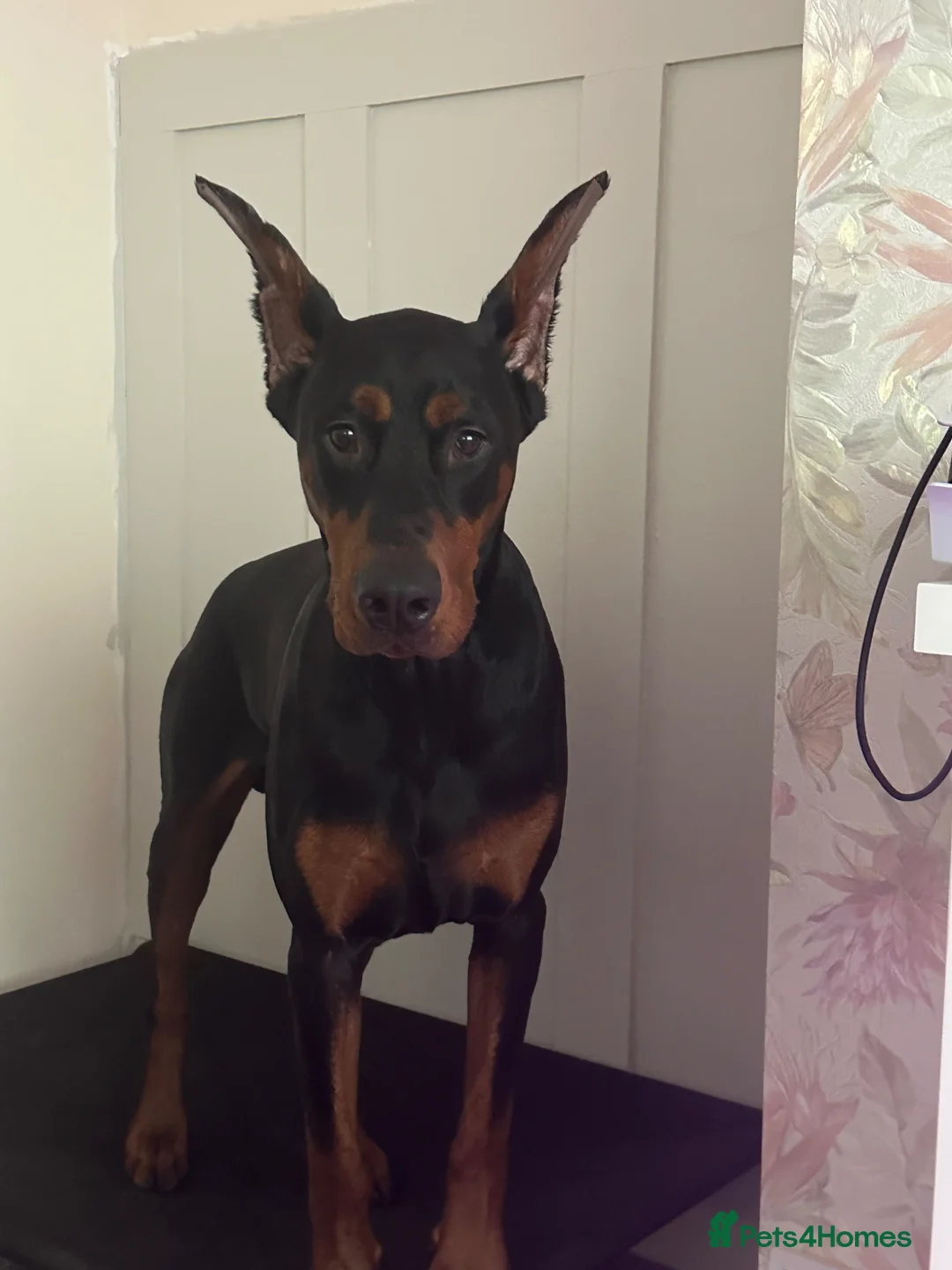 Dobermann dogs for stud: Doberman Stud–Excellent Temperament & Well Trained - Advert 4