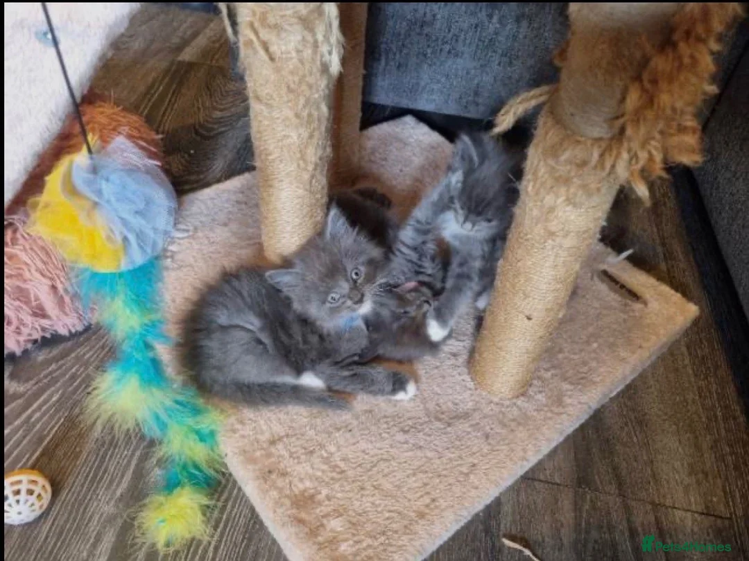Maine Coon cats for sale: Full Main Coon kittens for sale  in Wembley - Advert 7
