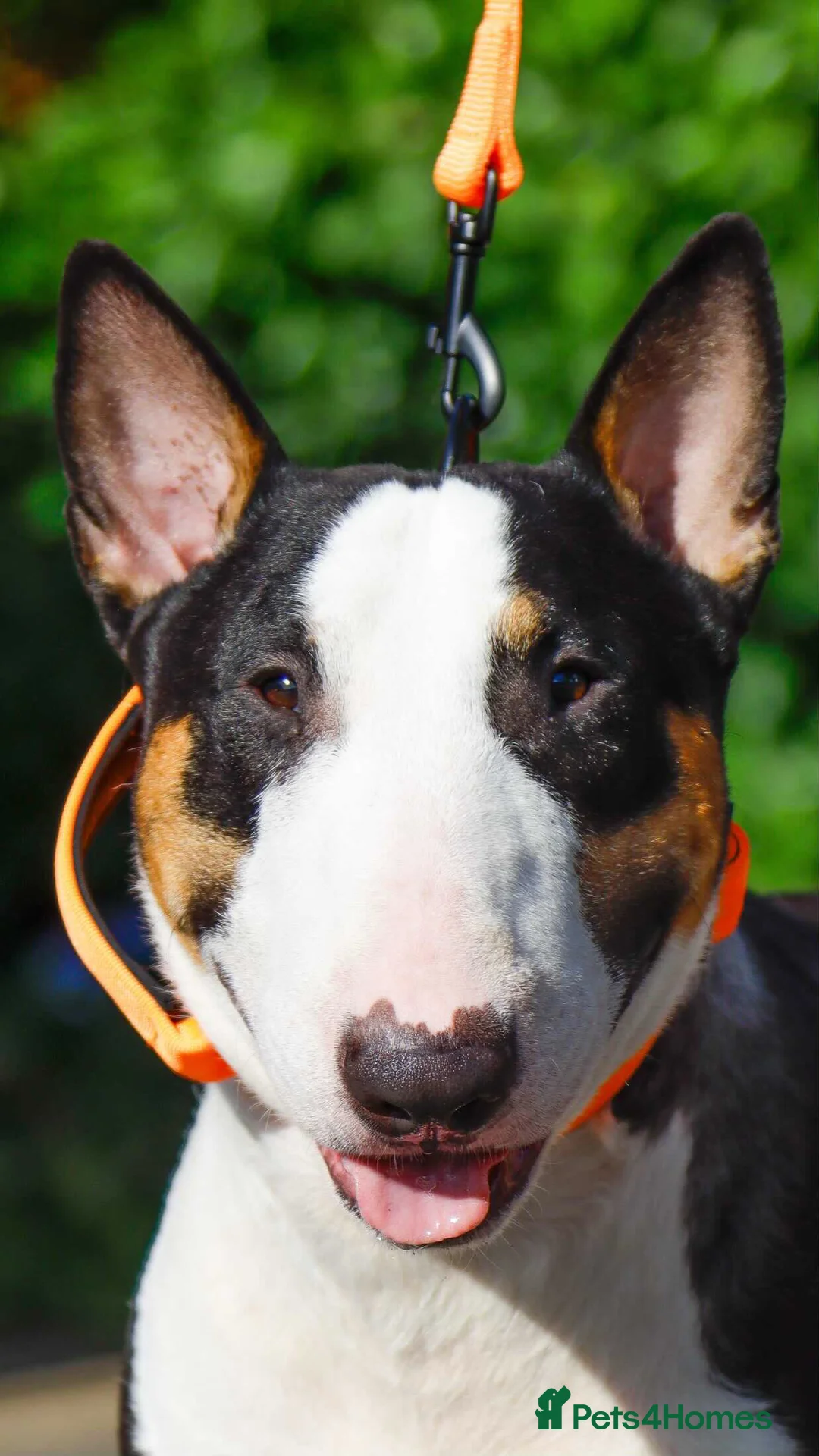 English Bull Terrier dogs for stud: FULL HEATH CHECKED QUALITY STUD 🥇 in Newport Pagnell - Advert 4