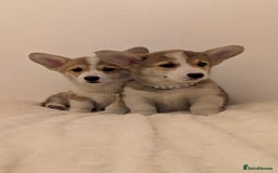 Welsh Corgi Pembroke dogs for sale: Champion line corgi puppies health tested parents  - Image 1