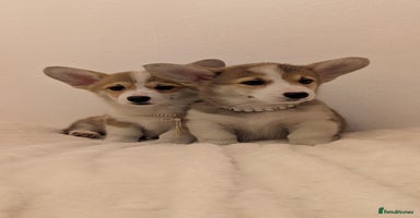 Welsh Corgi Pembroke dogs - Advert 15