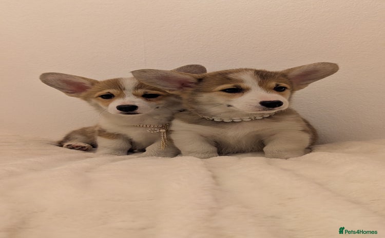 Welsh Corgi Pembroke dogs - Advert 1