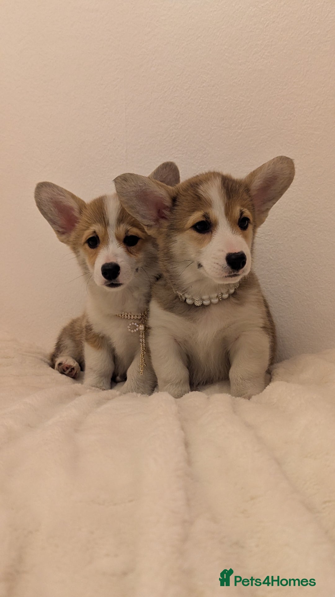 Welsh Corgi Pembroke dogs for sale: Champion line corgi puppies health tested parents  - Image 1