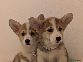 Welsh Corgi Pembroke dogs - Advert 1