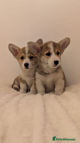 Welsh Corgi Pembroke dogs - Advert 1
