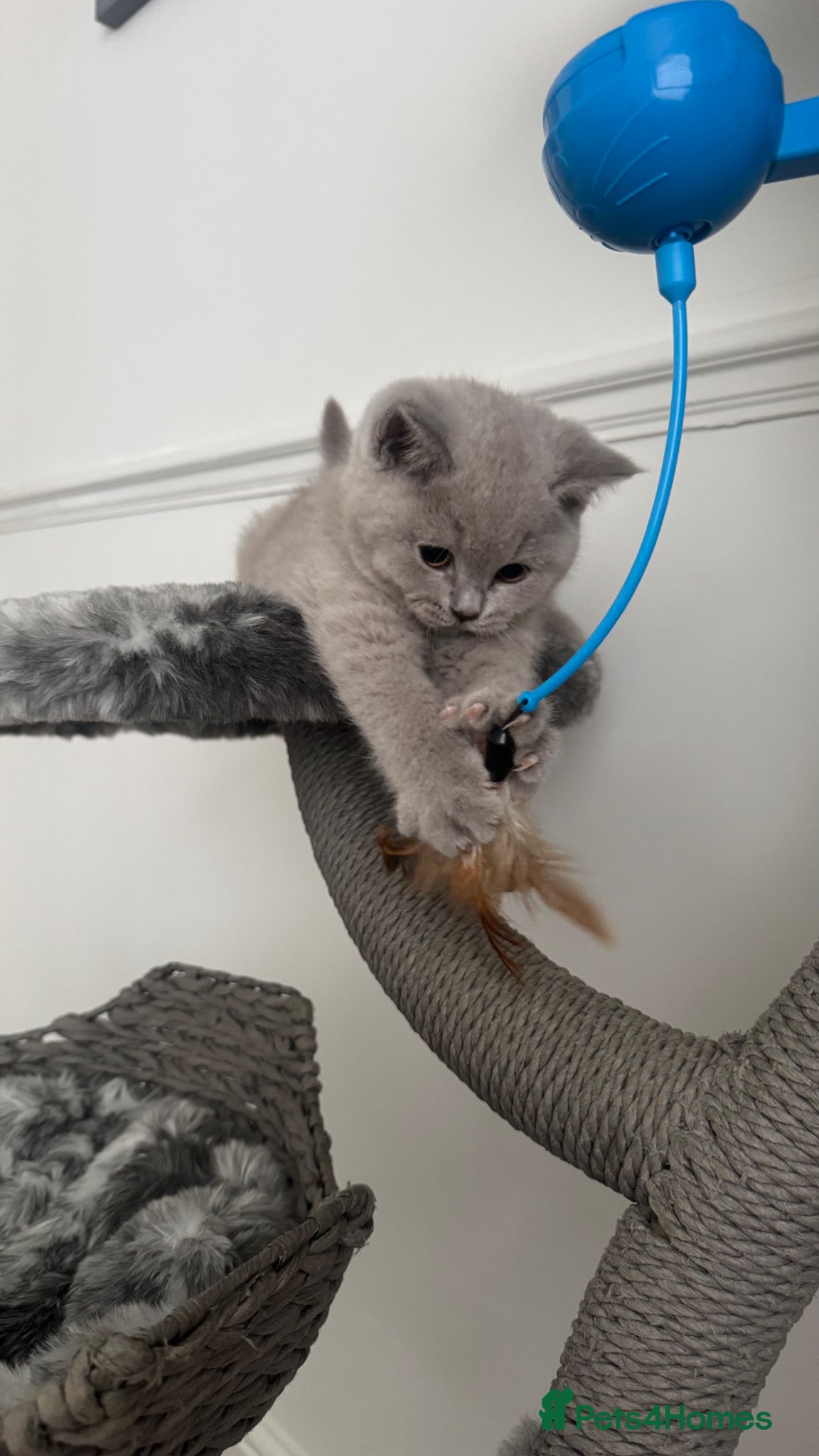 British Shorthair cats ✨ Beautiful British Shorthair Kittens Available ✨ - Advert 7
