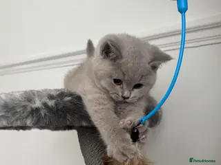 British Shorthair cats ✨ Beautiful British Shorthair Kittens Available ✨ - Advert 7