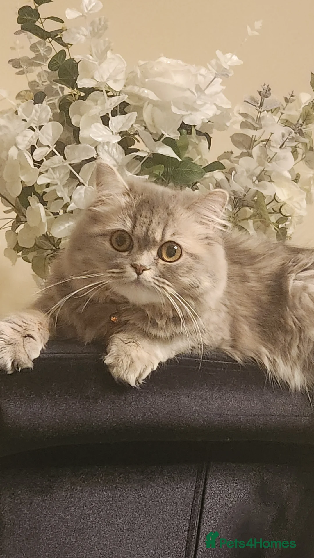 Ragdoll cats for sale: British Ragdoll Grey - Advert 2