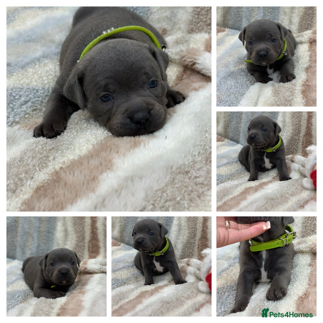 Staffordshire Bull Terrier dogs for sale: ✨🥰🐶 KC Registered Staffordshire Bull Terrier  🐾 - Advert 9