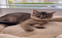British Shorthair cats for sale: ‼️Ready now, last kitten left TICA registered  - Image 18