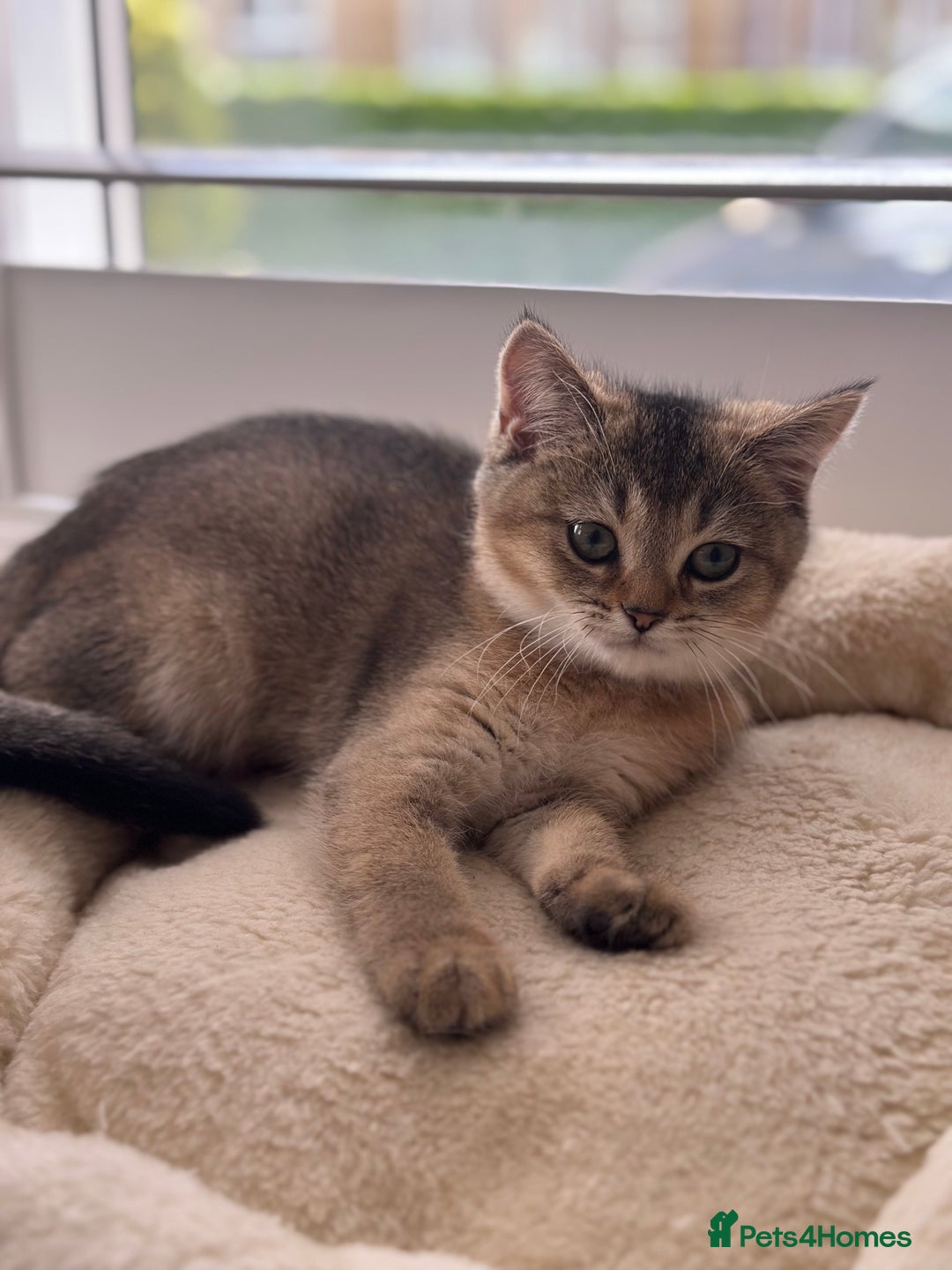British Shorthair cats for sale: ‼️Ready now, last kitten left TICA registered  - Image 18