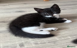 British Shorthair cats for sale: 4 Beautiful Girls!  - Image 4