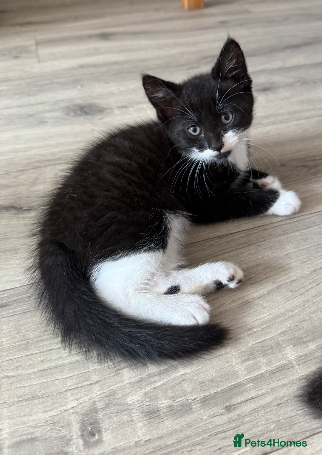 British Shorthair cats for sale: 4 Beautiful Girls!  - Image 4