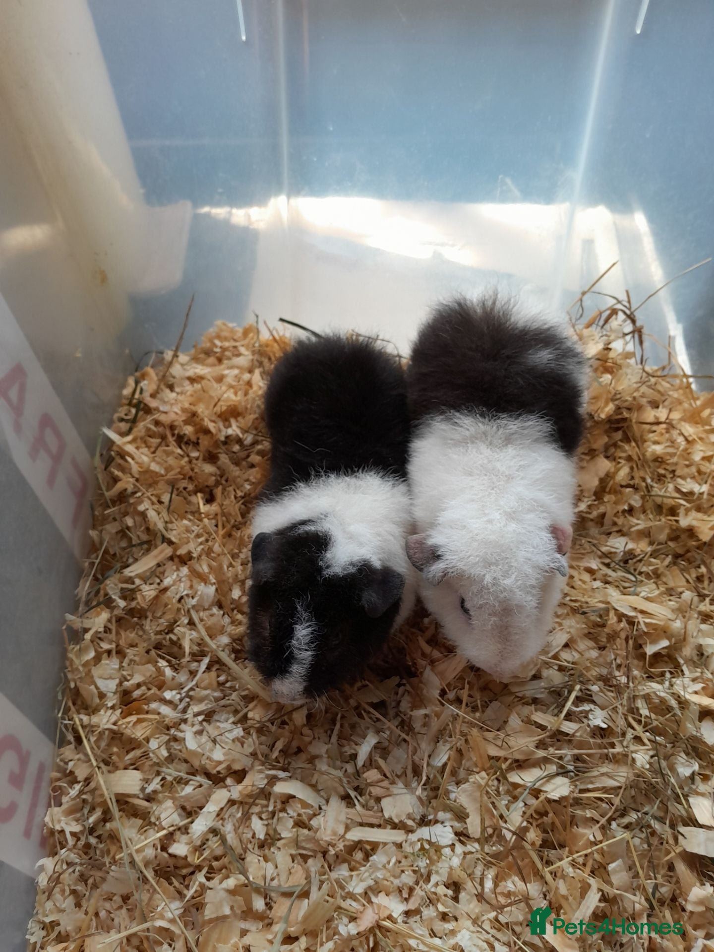 Guinea Pig rodents Baby Teddy boys and girls - Advert 2
