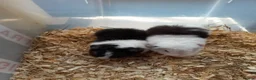 Guinea Pig rodents for sale: Baby Teddy boys and girls - Advert 1