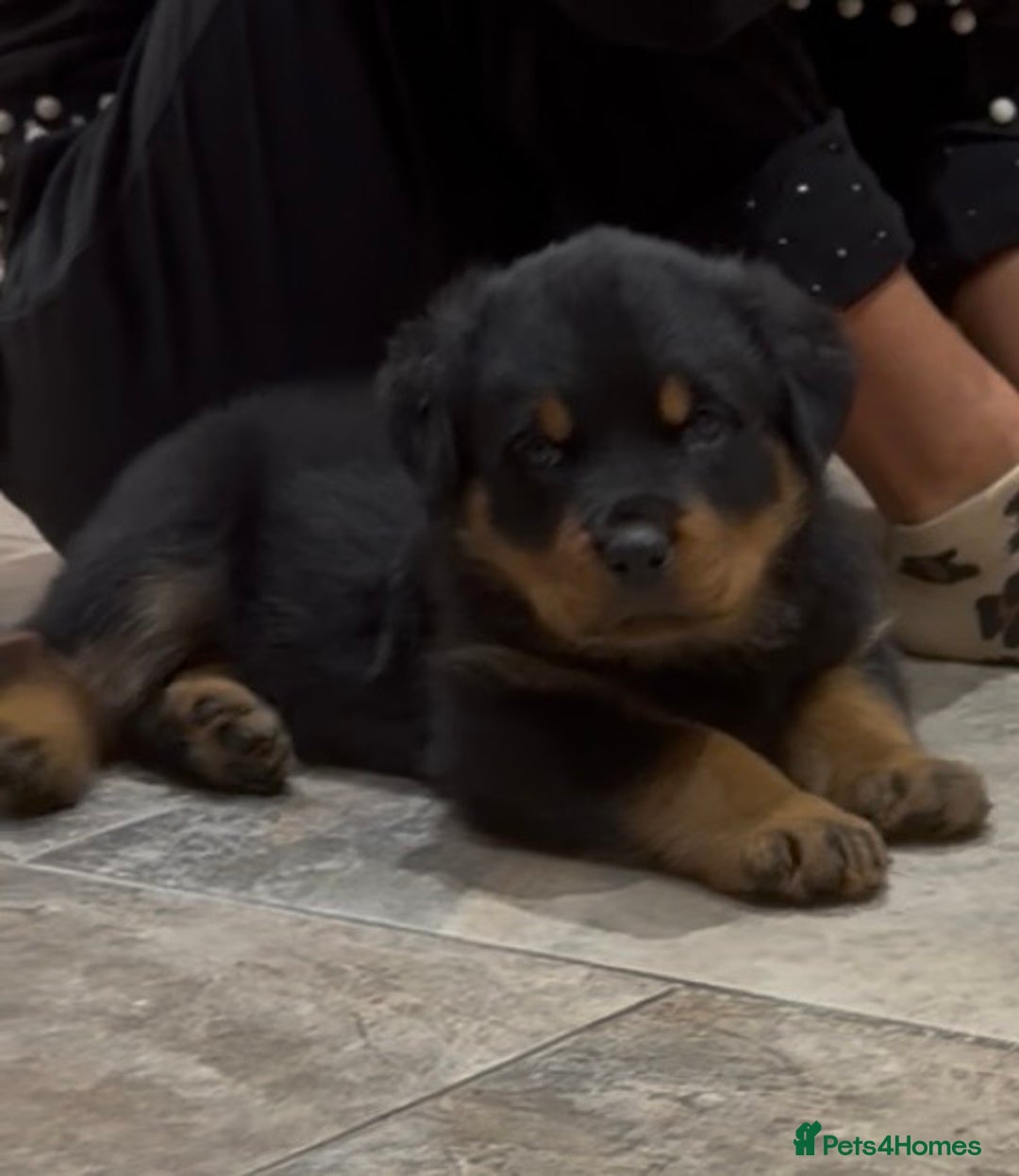 Rottweiler dogs for sale: 2 Big chuncky female Rottweiler puppies - Advert 3