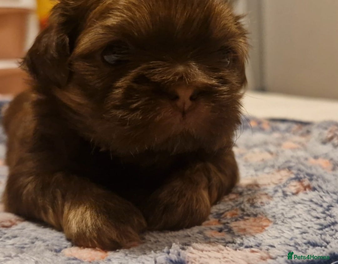 Shih Tzu dogs for sale: Imperial Shih Tzu- 1 beautiful girl❤️  - Advert 14