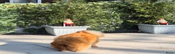 Pomeranian dogs for sale: Very friendly Pomeranian girl 7 years  - Advert 5
