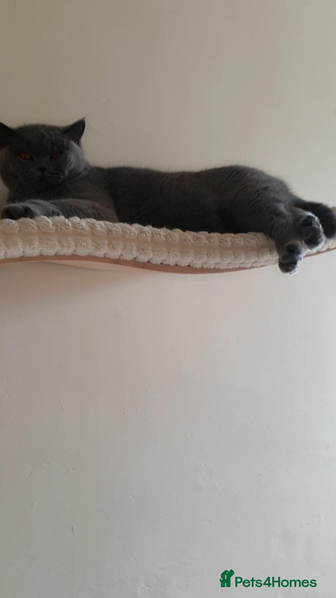 British Shorthair cats British Cat - Advert 1