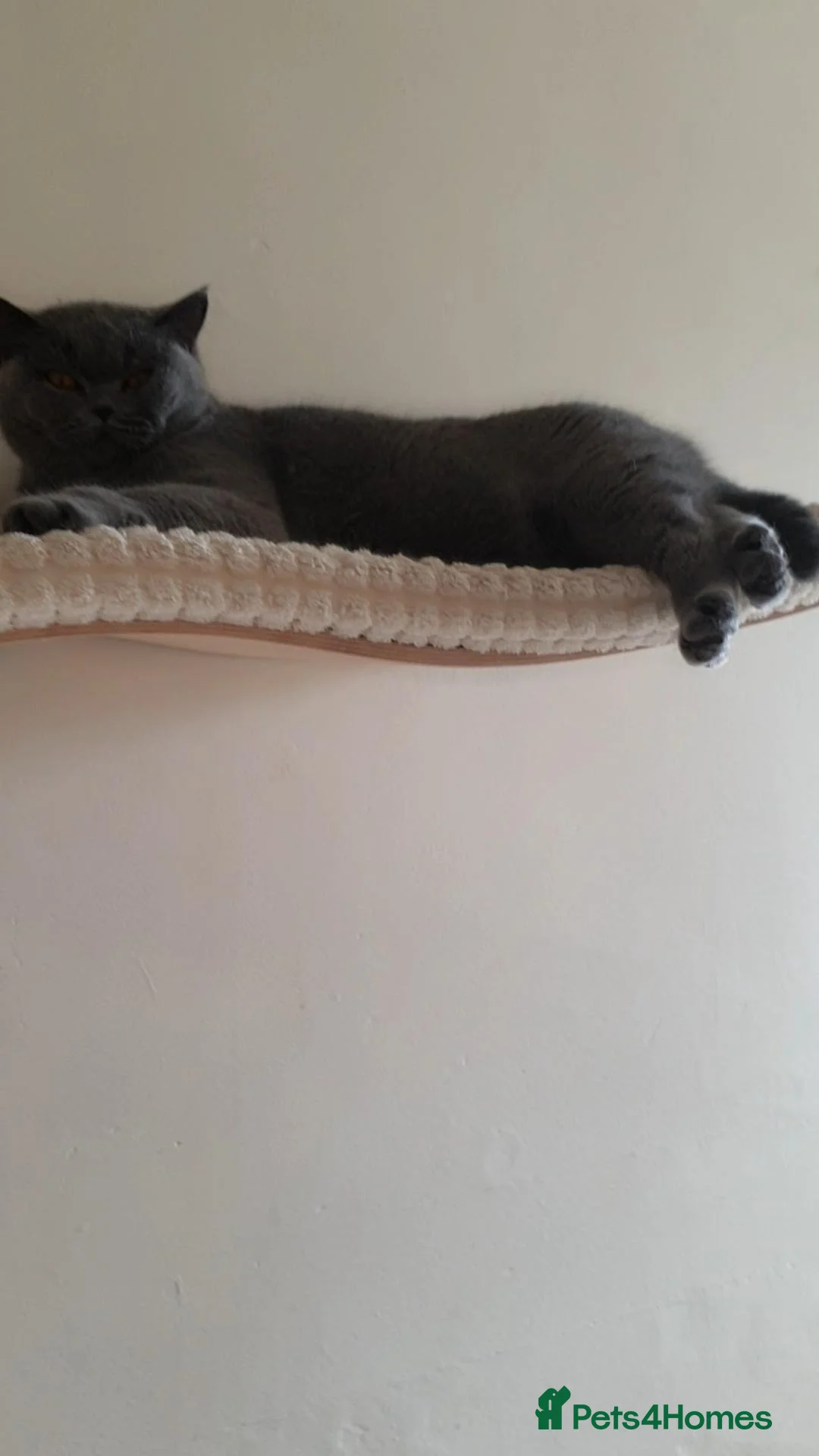 British Shorthair cats for sale: British Cat - Advert 1