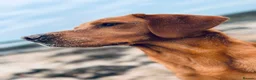 Labrador Retriever dogs for sale: KC Registered Red Fox Labrador Puppies - Advert 14