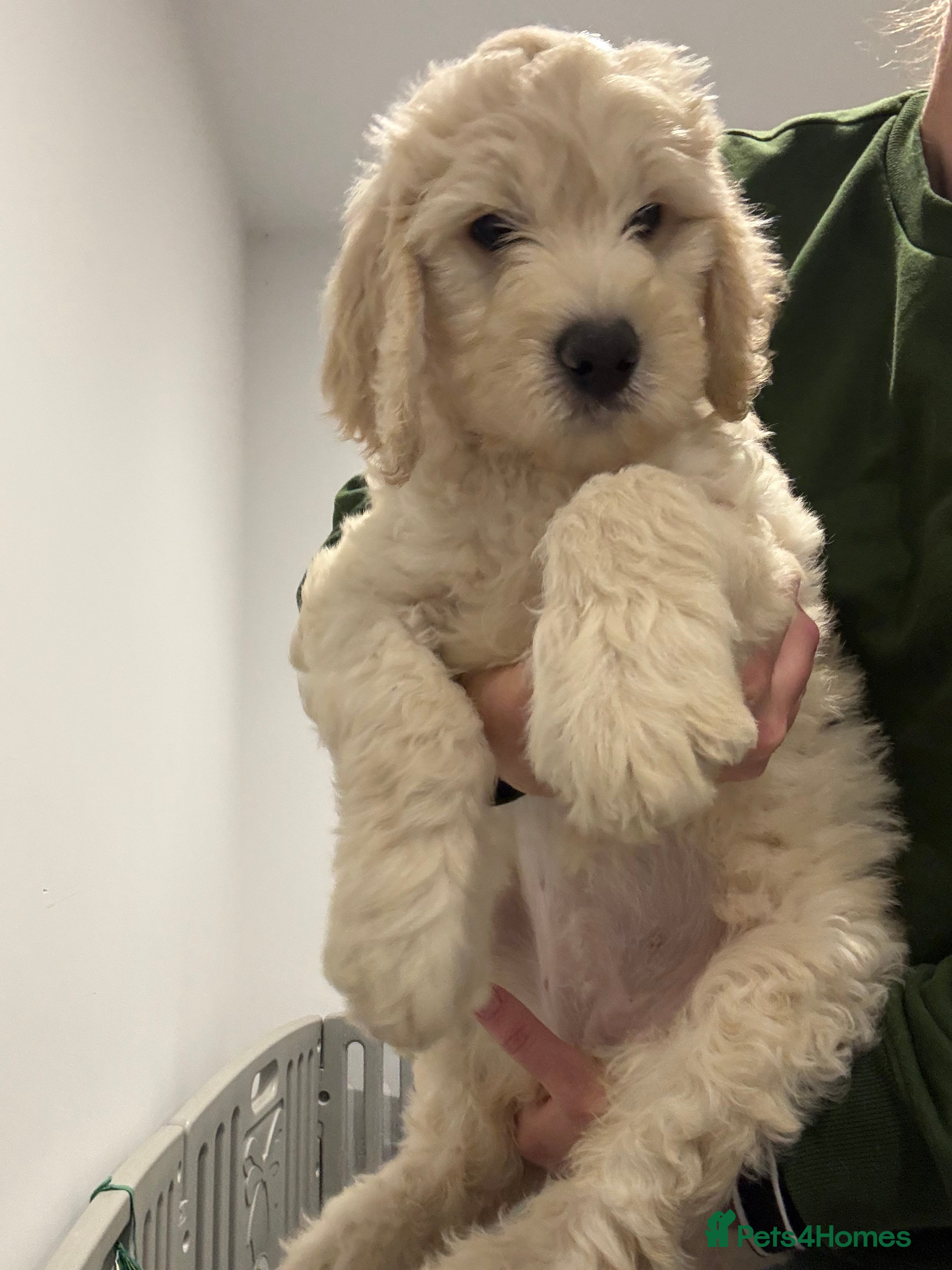 Double Doodle dogs for sale: 2 GIRLs LEFT Double Doodles Born 25/08/26 - Advert 2