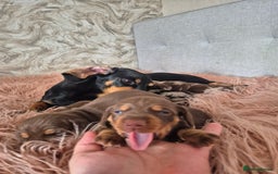 Dachshund dogs for sale: Miniature dachshund puppies PRA CLR - Image 9