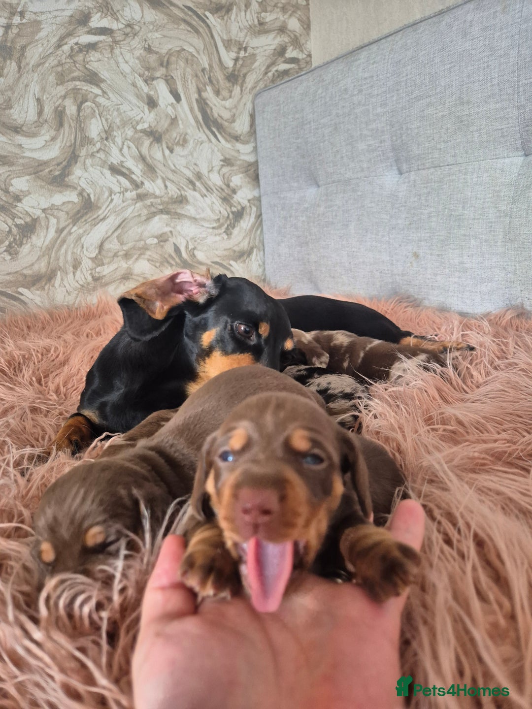 Dachshund dogs for sale: Miniature dachshund puppies PRA CLR - Image 9