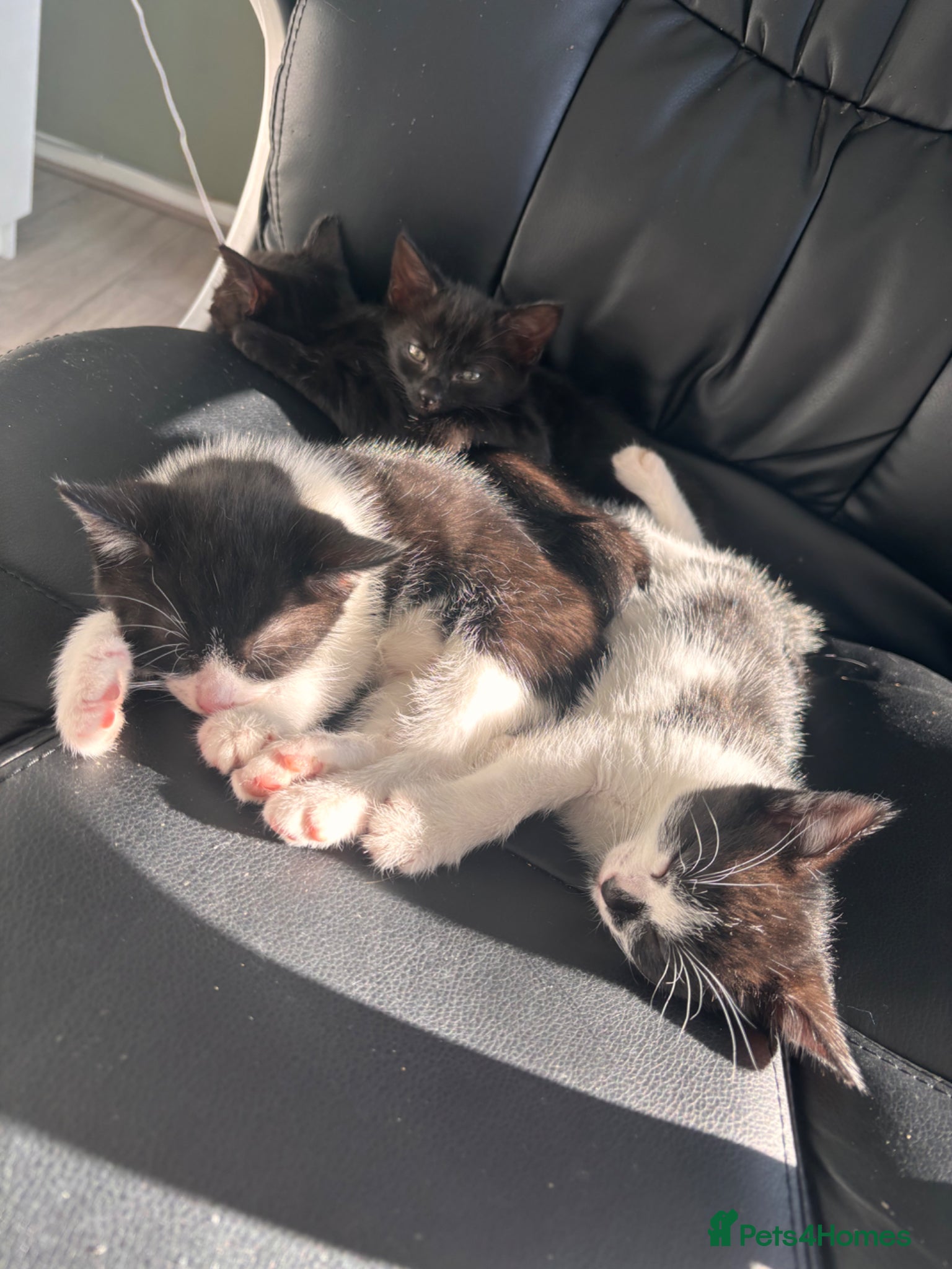 Mixed Breed cats Ready now! kittens looking for their forever home. - Advert 2