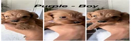Cavapoo dogs for sale: Beautiful Cavopoo pups - Advert 3