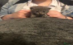 Persian cats for sale: Beautiful Persian kittens / 1 mixed breed  - Image 7