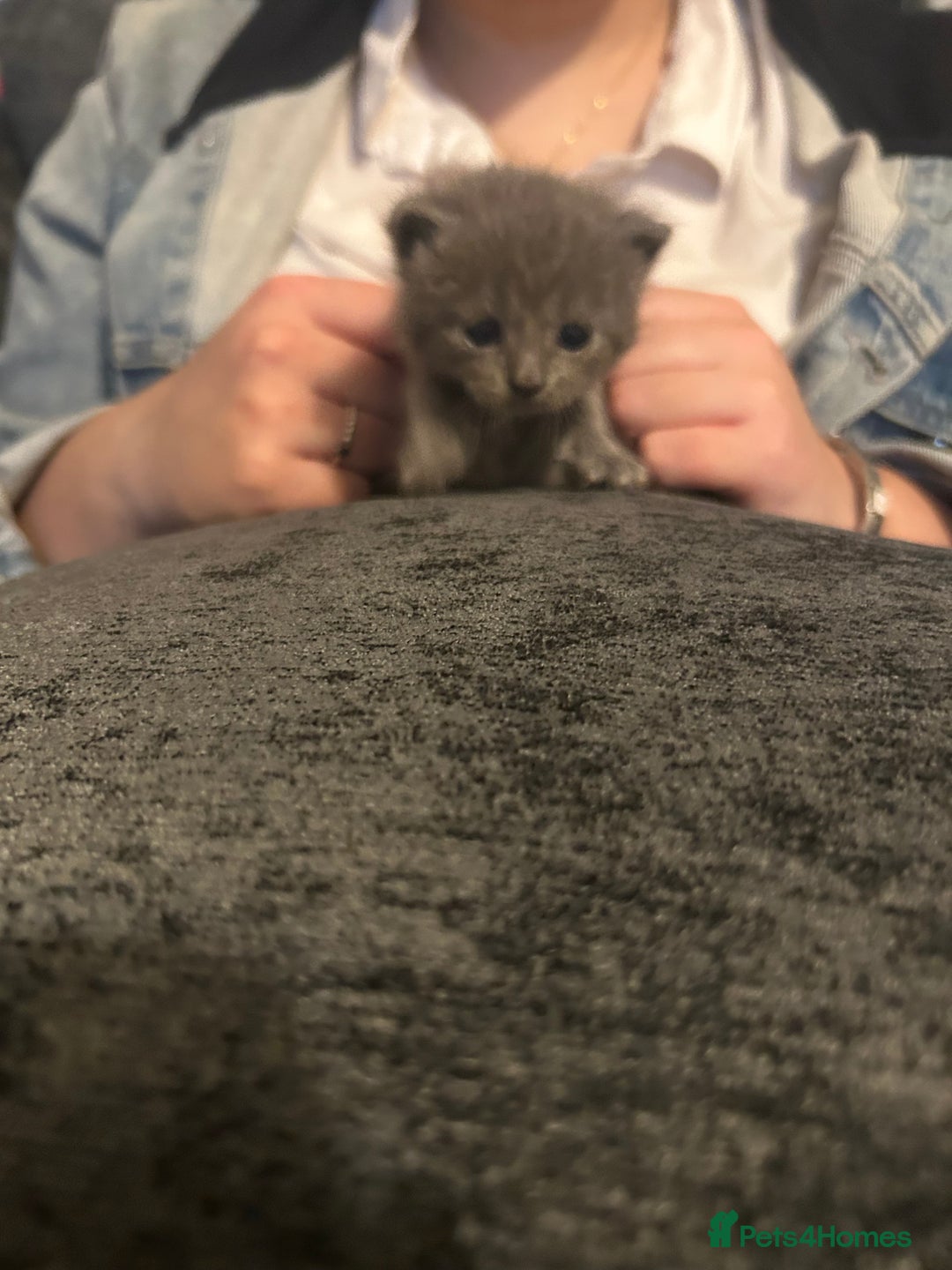 Persian cats for sale: Beautiful Persian kittens / 1 mixed breed  - Image 7