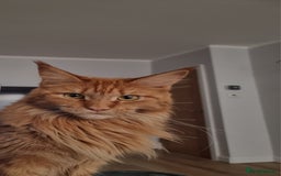 Maine Coon cats for sale: TICA - Maine Coon – 5 Boys Looking for Loving Home - Image 20