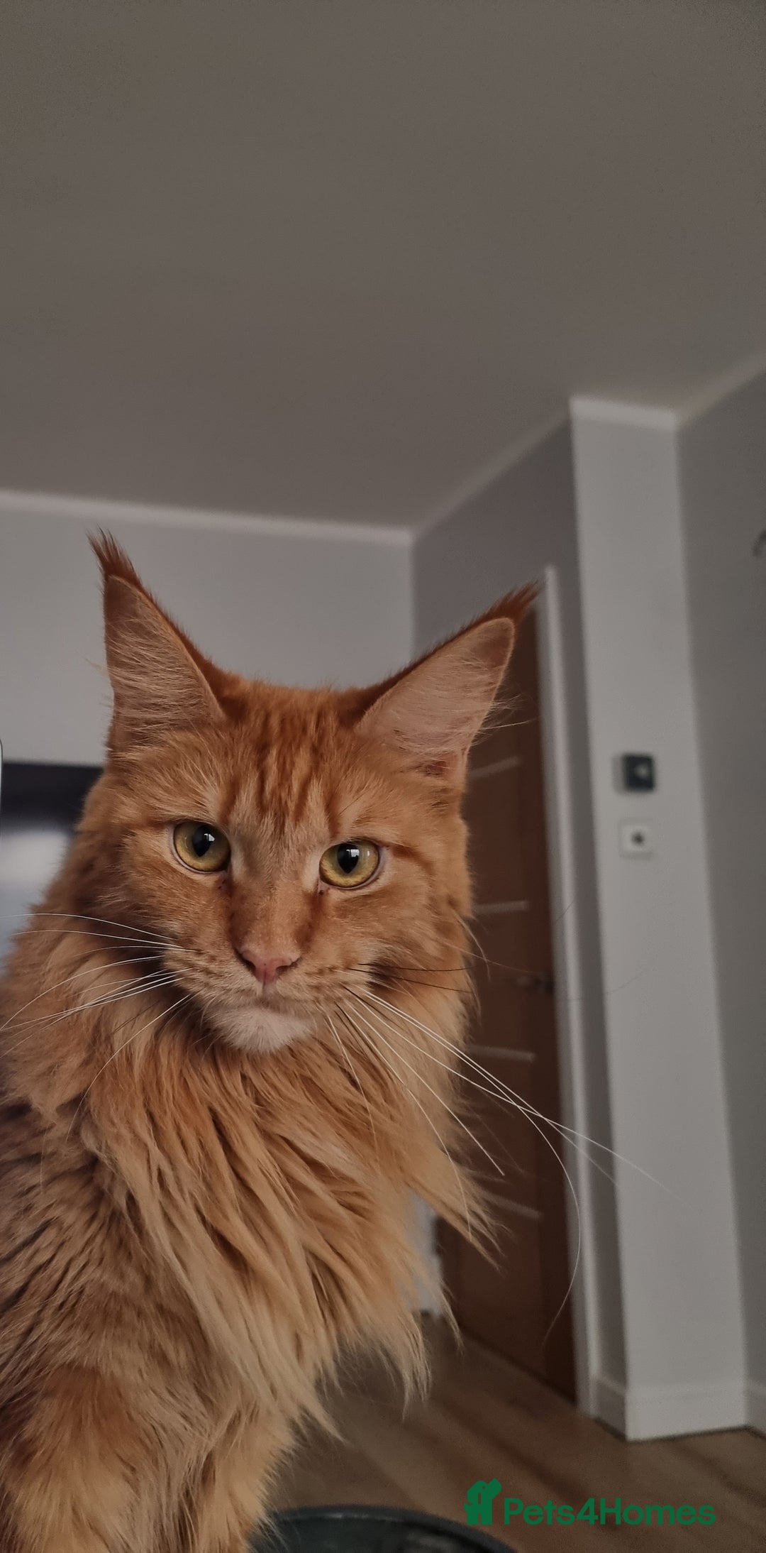 Maine Coon cats for sale: TICA - Maine Coon – 5 Boys Looking for Loving Home - Image 20