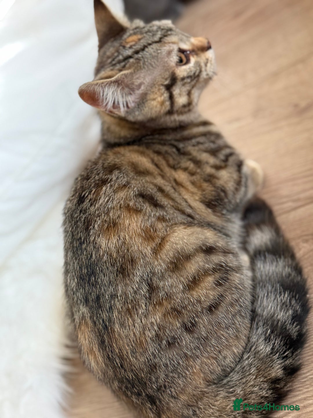 Bengal cats for sale: 3month Bengal x female  - Image 6