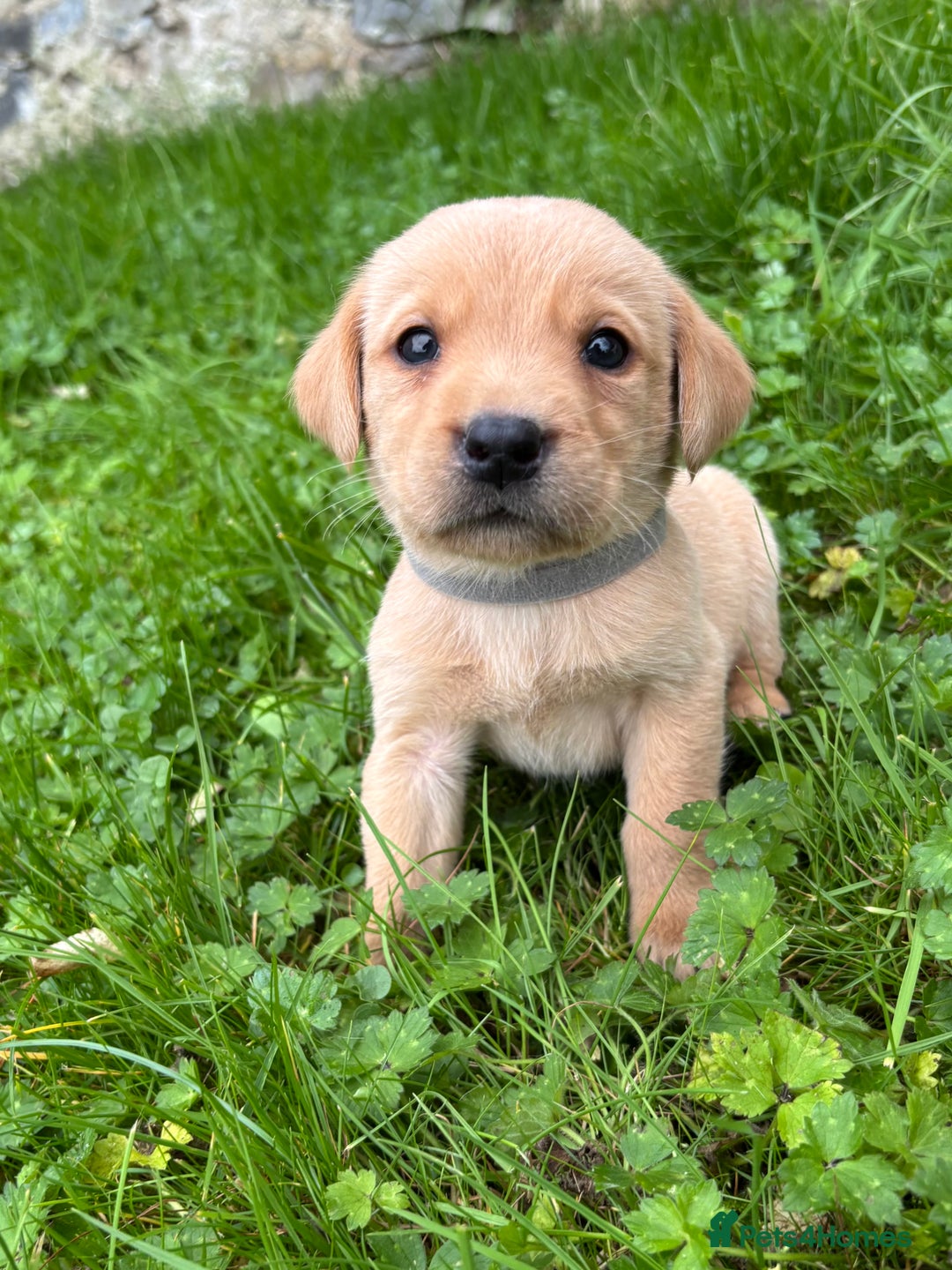 Labrador Retriever dogs for sale: Outstanding KC Registered Labrador Puppies - Image 15