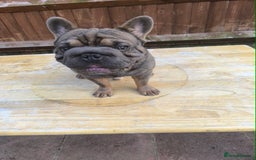 French Bulldog dogs for sale: French bulldog  - Image 3