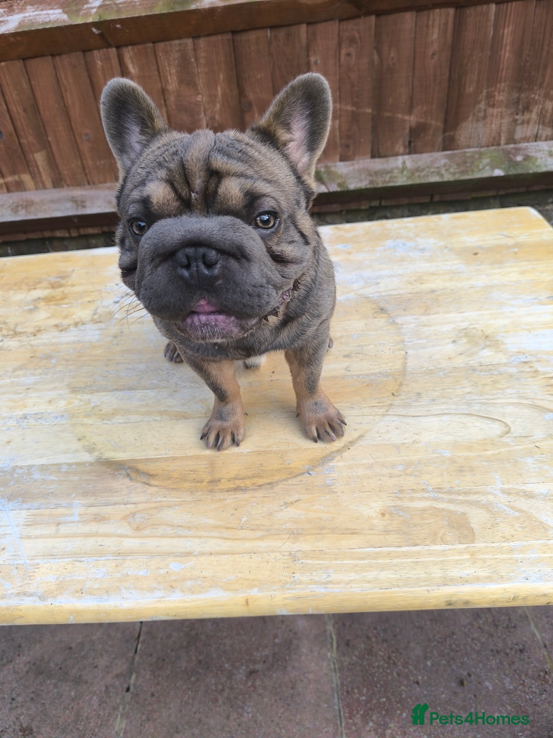 French Bulldog dogs for sale: French bulldog  - Image 3