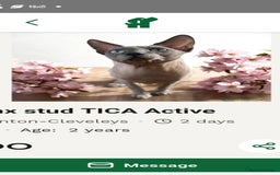 Sphynx cats for sale: Sphynx kitten - Image 6