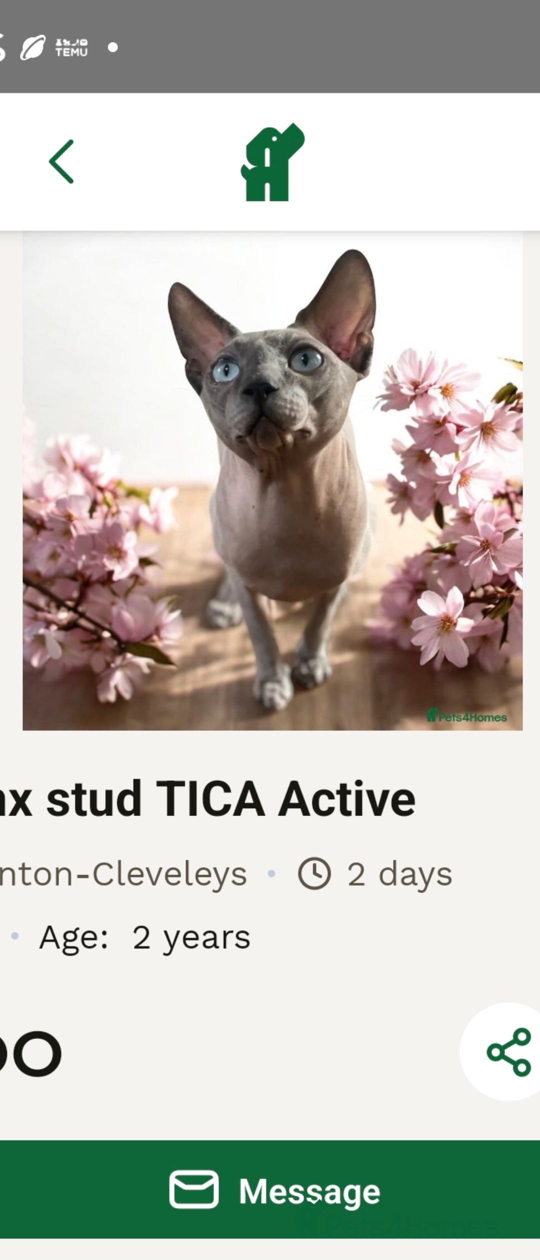 Sphynx cats for sale: Sphynx kitten - Image 6