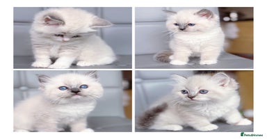 Ragdoll cats DNA Tested TICA registered Ragdoll Kittens Female  - Advert 4