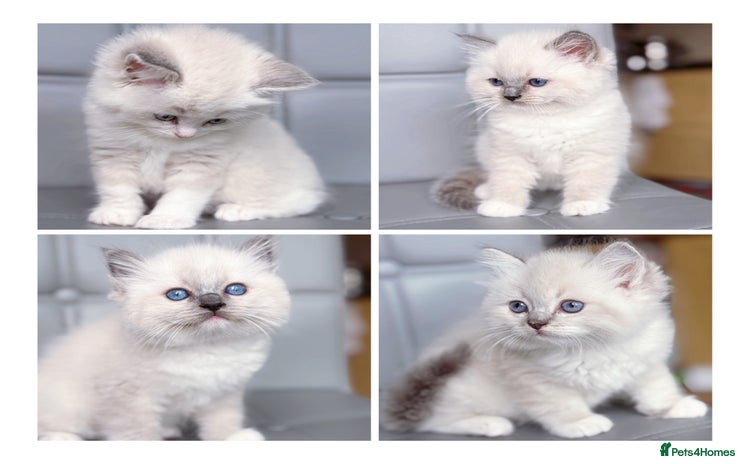 Ragdoll cats - Advert 2