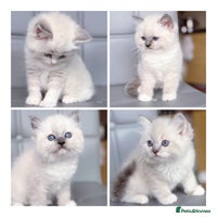 Ragdoll cats DNA Tested TICA registered Ragdoll Kittens Female - Advert 4