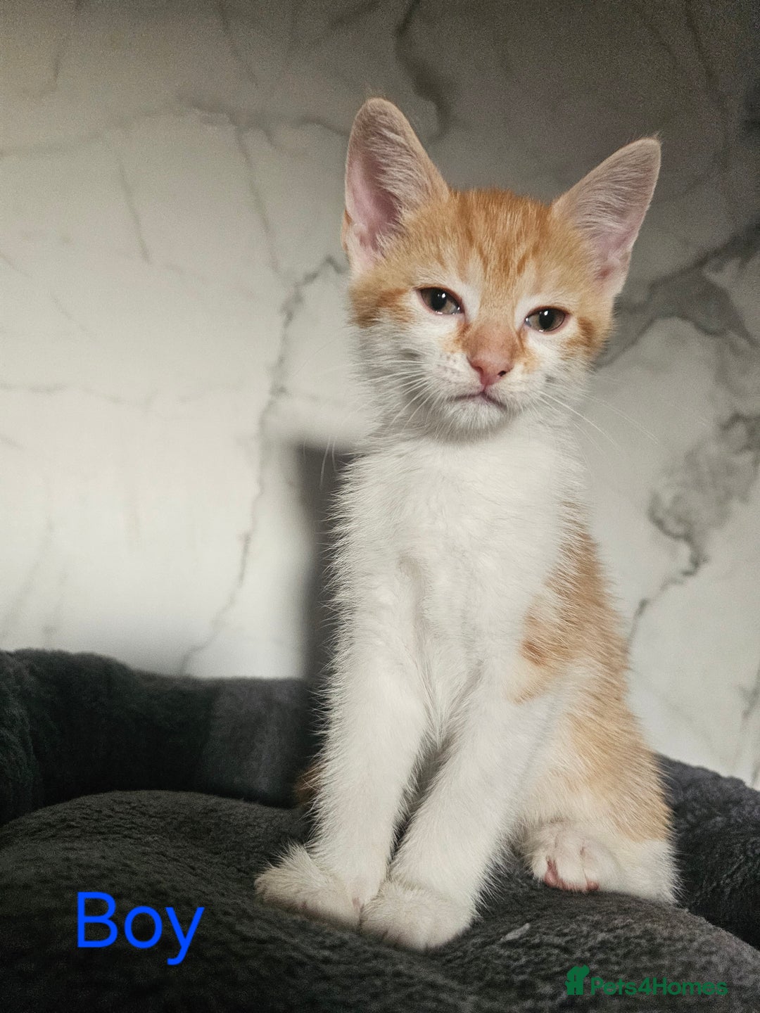 Mixed Breed cats for sale:  3 Adorable Kittens Ready for Their Forever Homes - Image 4