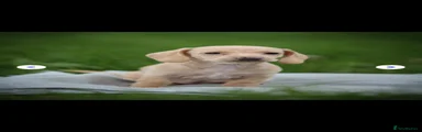 Dachshund 4