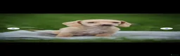 Dachshund dogs for sale: Miniature Cream Smooth Dachshunds Ready Now - Advert 2